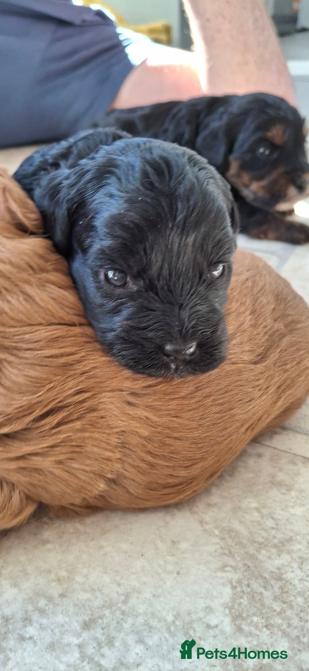 Cavapoo dogs for sale: Toy Cavapoo puppies - Image 10