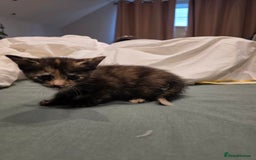 British Longhair cats for sale: 7 kittens boys and girls. British longhair cross  - Image 28