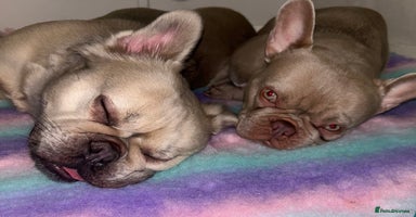 French Bulldog dogs - Advert 5