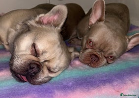 French Bulldog dogs - Advert 5