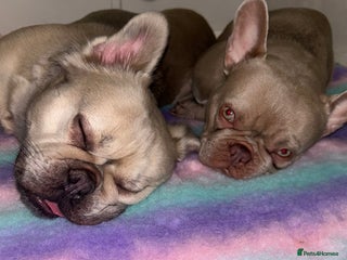 French Bulldog dogs - Advert 14