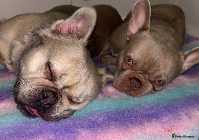 French Bulldog dogs - Advert 16