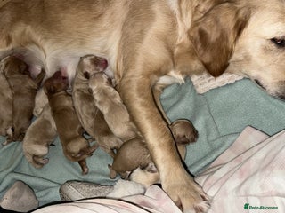 Goldendoodle dogs F1 Miniature goldendoodles - Advert 1