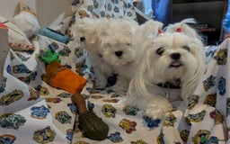 Maltese dogs for sale: Gorgeous KC pedigree Maltese puppy boy - Image 6