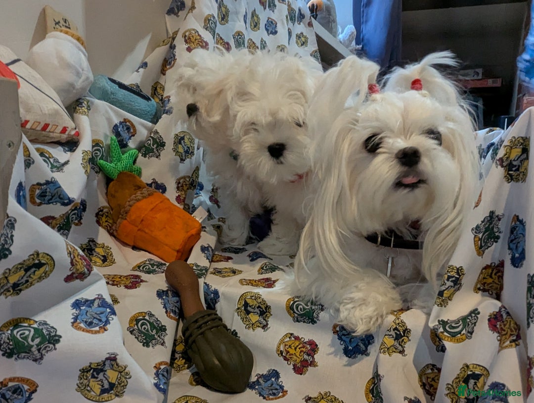 Maltese dogs for sale: Gorgeous KC pedigree Maltese puppy boy - Image 6