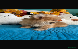 Mixed Breed dogs for sale: RARE TINY Outstanding Pomeranian cross puppies  - Image 19