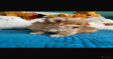 Mixed Breed dogs - Advert 5