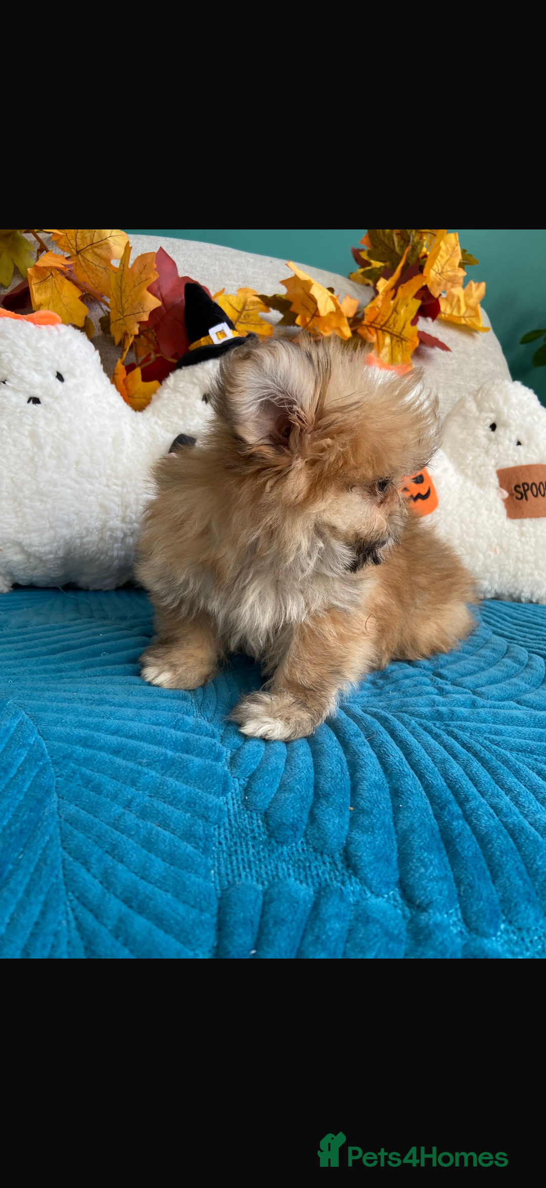 Mixed Breed dogs for sale: RARE TINY Outstanding Pomeranian cross puppies  - Image 19
