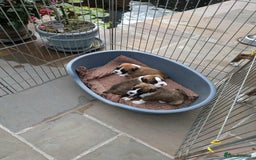 Boxer dogs for sale: Boxer puppies - Image 6