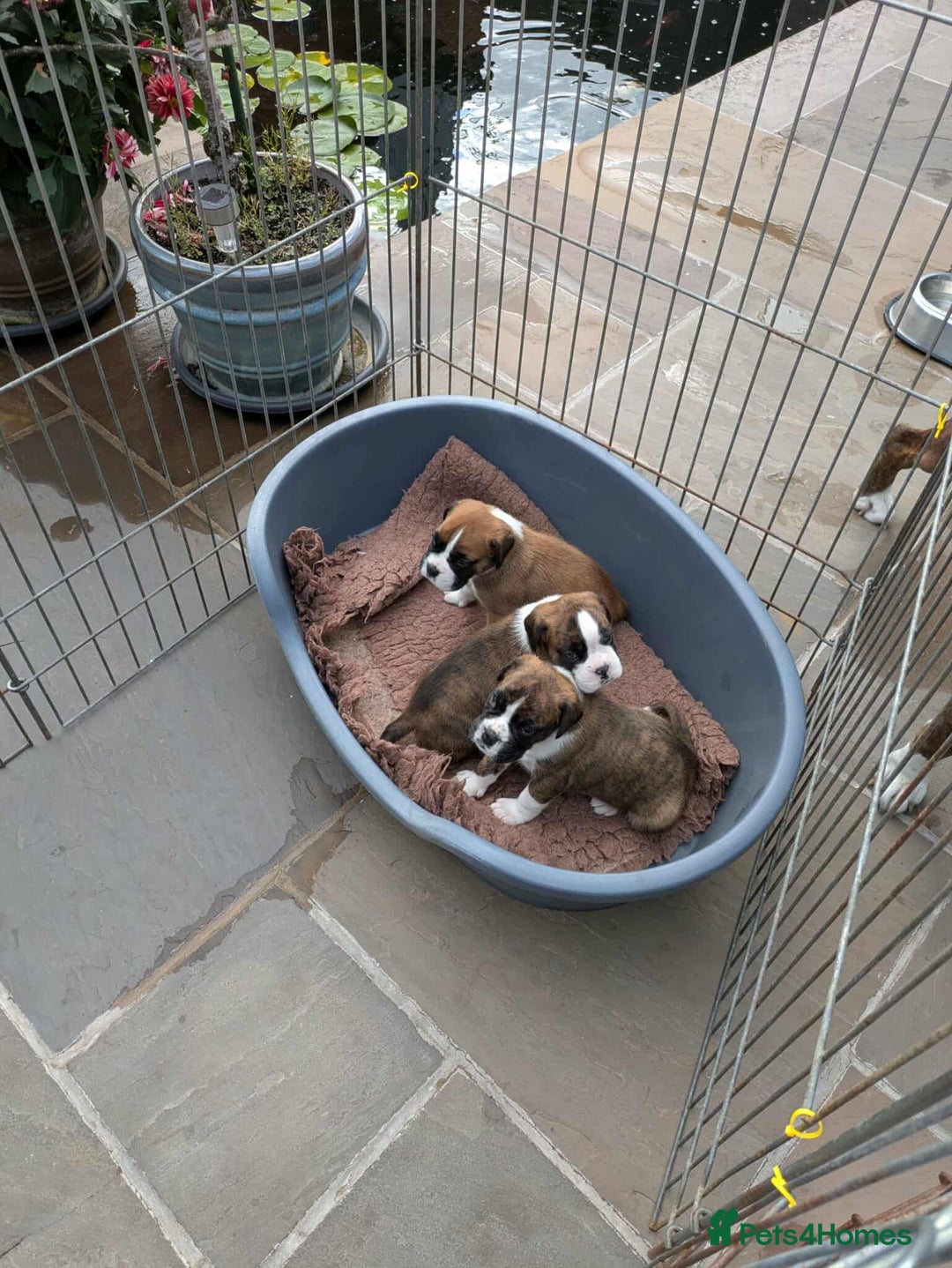 Boxer dogs for sale: Boxer puppies - Image 6