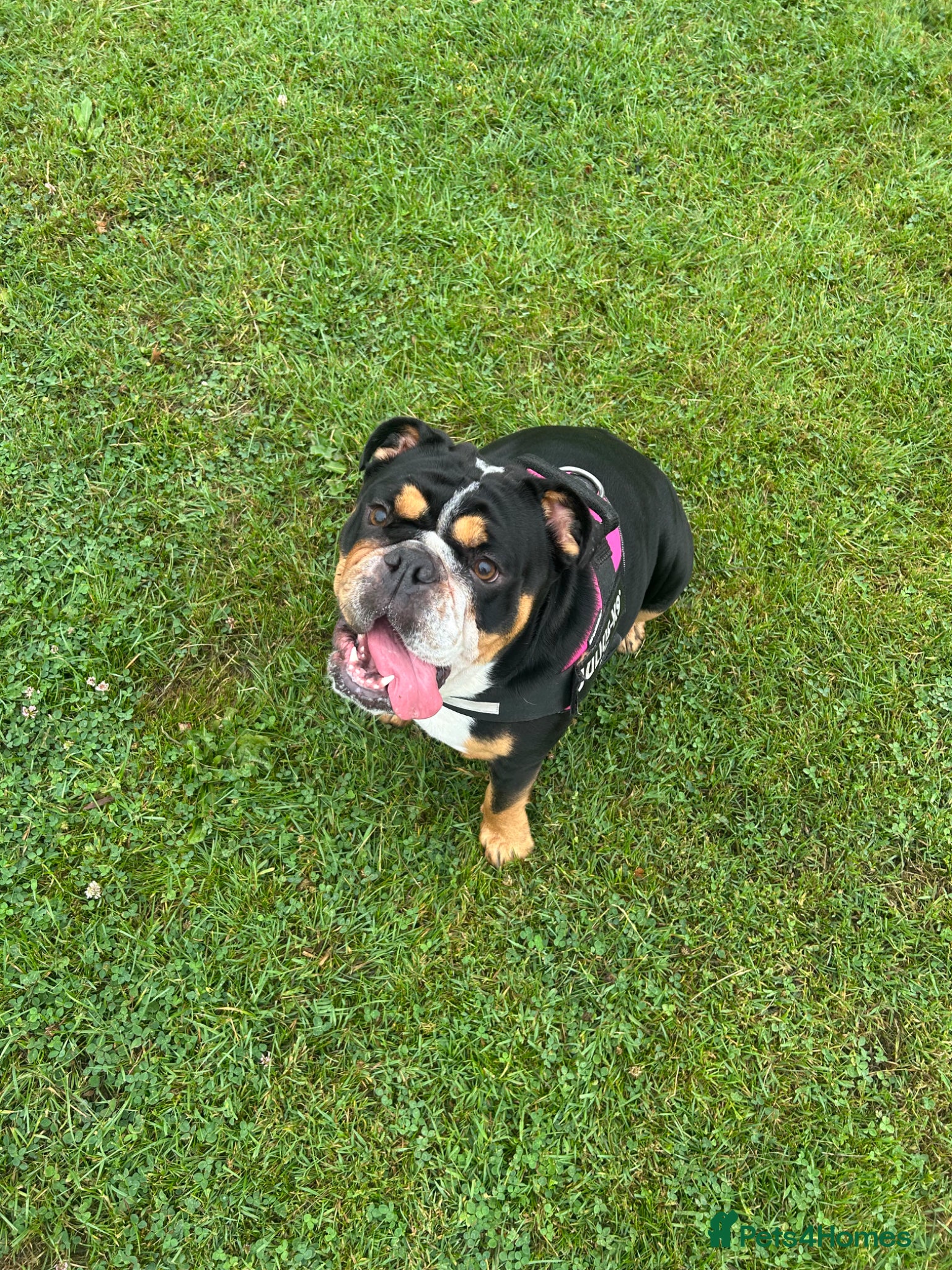 English Bulldog dogs 2.5 year old female bulldog KC registered  - Advert 1