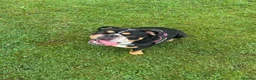 English Bulldog dogs for sale: 2.5 year old female bulldog KC registered  in Middlesbrough - Advert 1