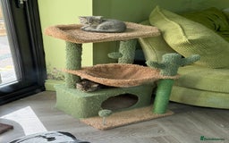 British Shorthair cats for sale: BSH Kitten Bean - Image 8