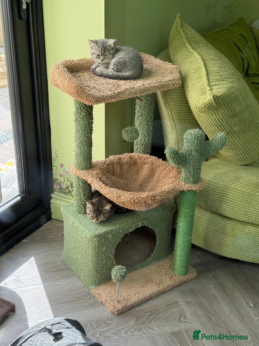 British Shorthair cats for sale: BSH Kitten Bean - Image 8