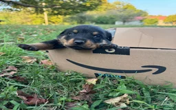 Rottweiler dogs for sale: Rottweiler chapmpion bloodline - Image 4