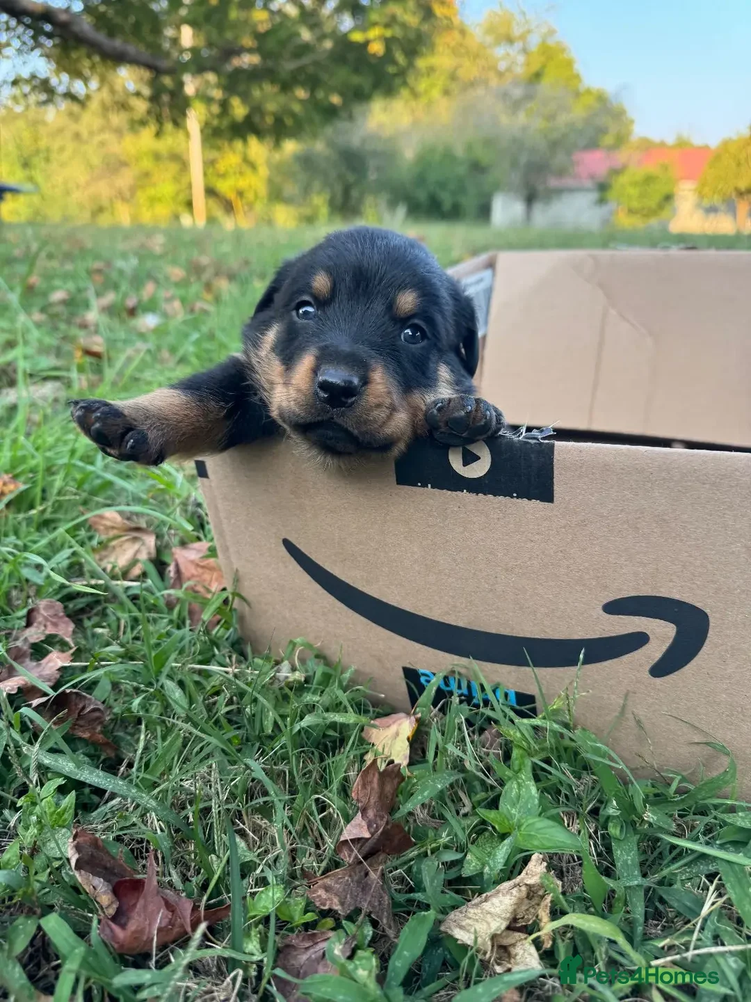 Rottweiler dogs for sale: Rottweiler chapmpion bloodline - Image 4