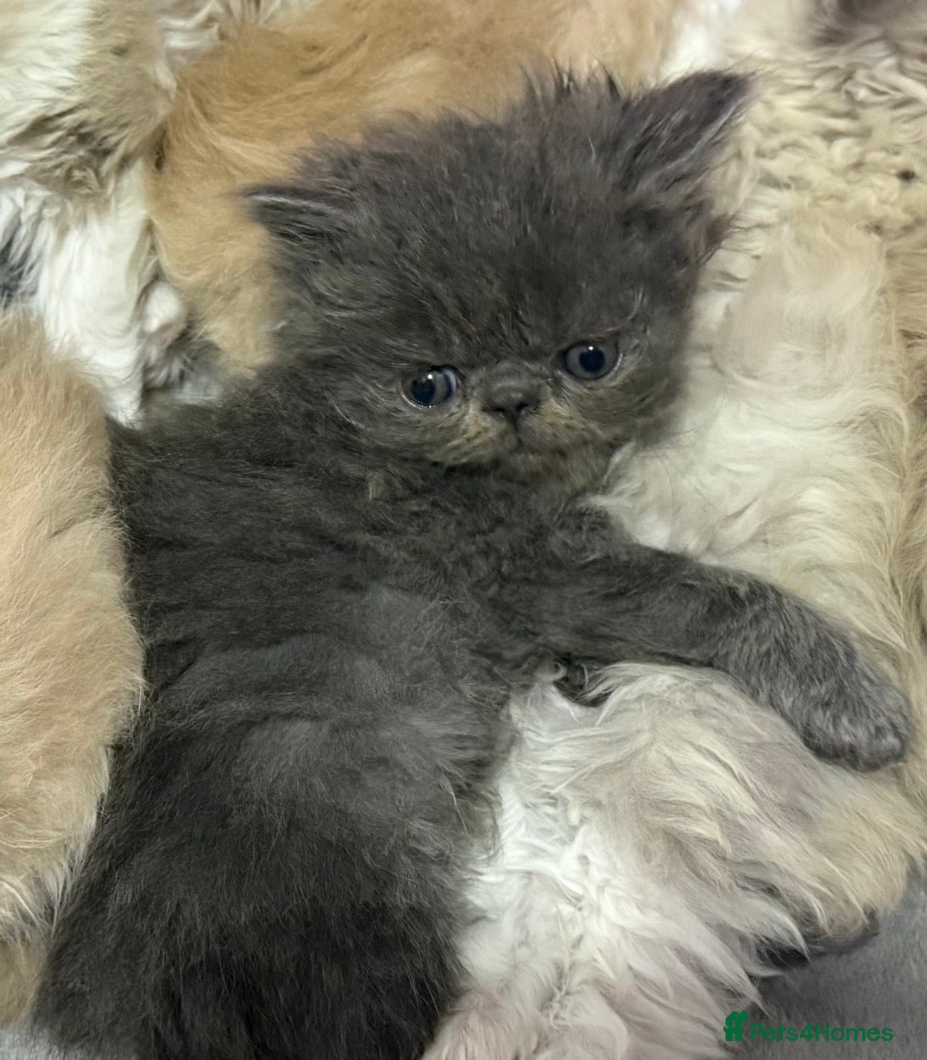 Persian cats GCCF registered Persian kittens  - Advert 4