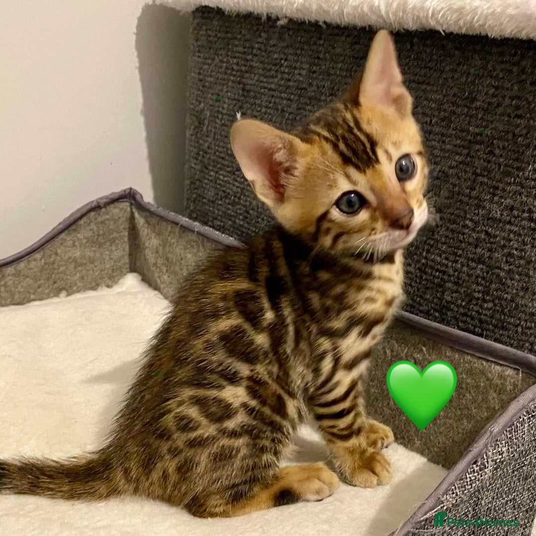 Bengal cats for sale: ⭐️ 1 LEFT!! - STUNNING TICA REG BENGAL CUBS ⭐️ - Image 26
