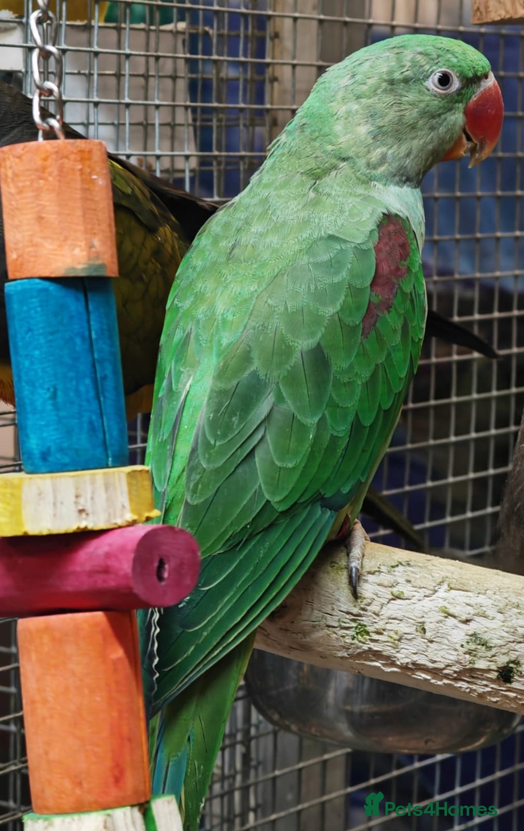 Parrots birds for sale: Xxx BIRDS/PARAKEETS/PARROTS xxX - Advert 18