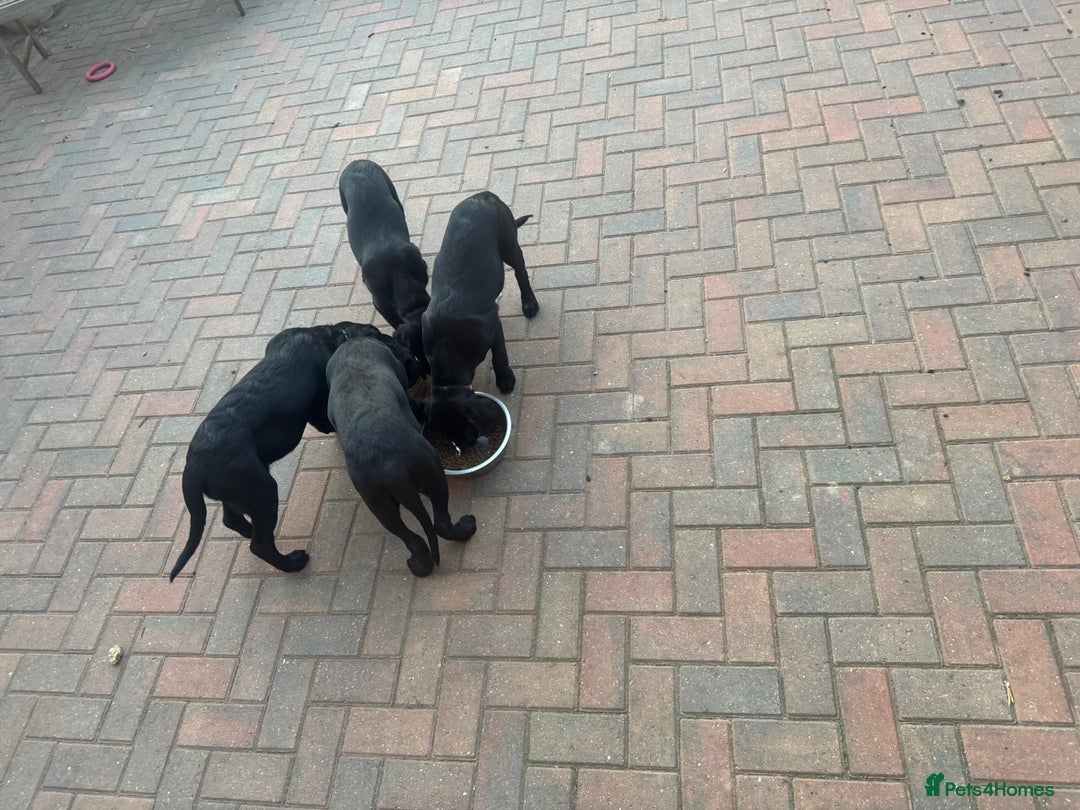 Labrador Retriever dogs for sale: Pedigree Labradors - Perfect for gun dog  - Image 6