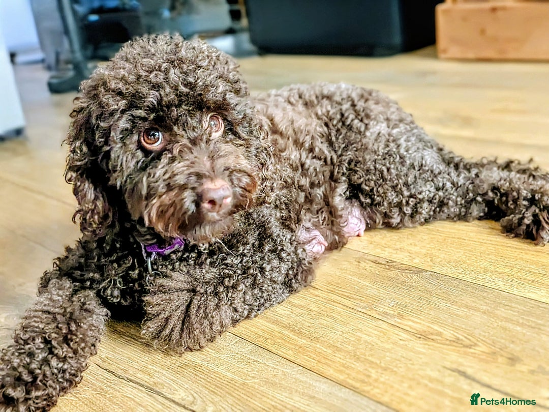 Cockapoo dogs for sale: 4 males and 1 female, chocolate coated cockerpoos  - Image 18