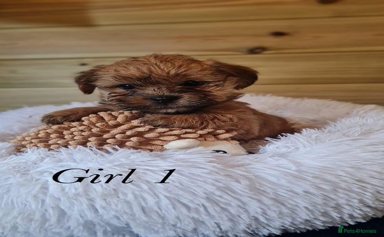 Shorkie dogs - Advert 1