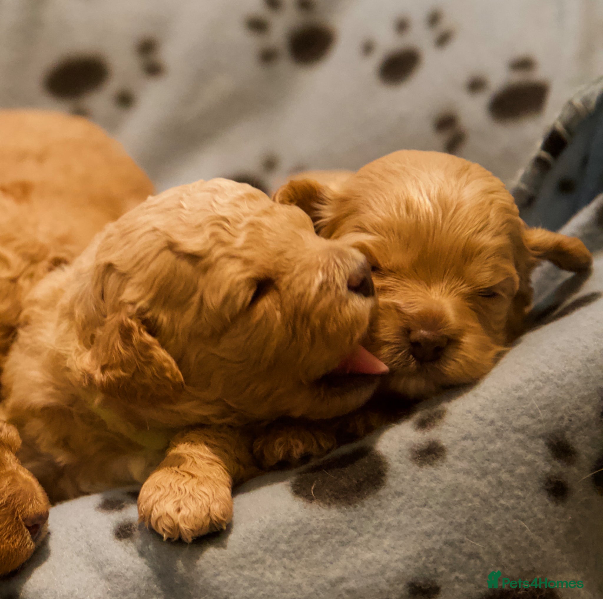 Cavachon dogs Gorgeous F1 Fox Red Cavapoochon’s  - Advert 2