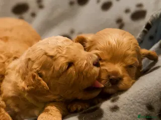 Cavachon dogs Gorgeous F1 Fox Red Cavapoochon’s - Advert 2