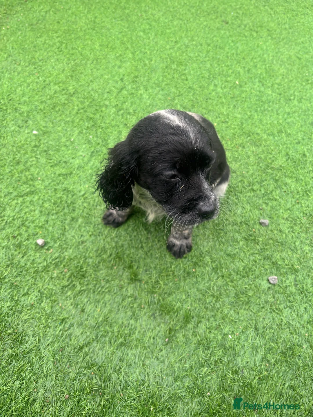 Cockalier dogs for sale: Beautiful Cockerlier puppies forsale - Advert 4