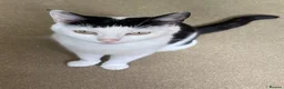 Mixed Breed cats for sale: 🐾 Adorable Kittens for Sale – Bristol 🐾 - Advert 7