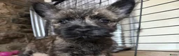 Cairn Terrier dogs for sale: Sweetest Little KC Reg Cairn Terrier Puppies.  - Advert 8