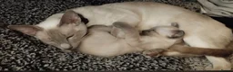 Siamese cats for sale: Beautiful blue eyes - Advert 9