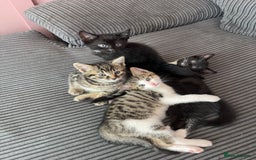 Mixed Breed cats for sale: Gorgeous, cheeky kittens. 3 boys, 1 girl - Image 1