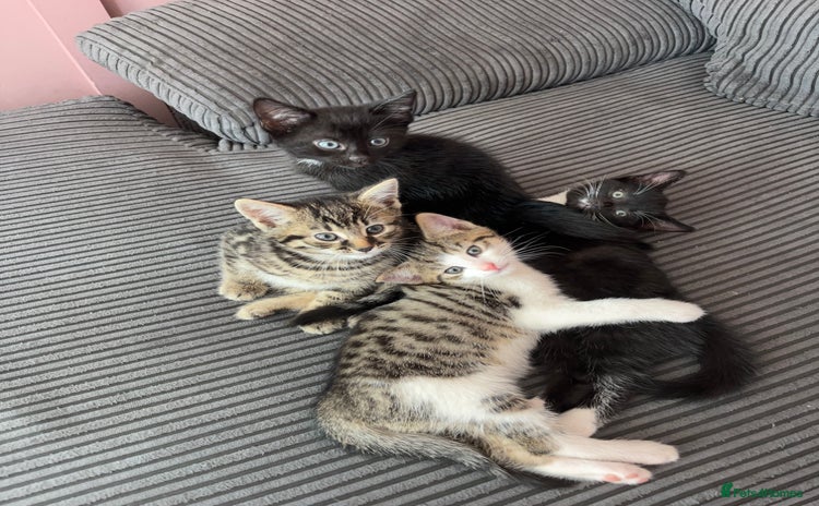 Mixed Breed cats - Advert 2