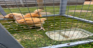 Chickens poultry - Advert 4