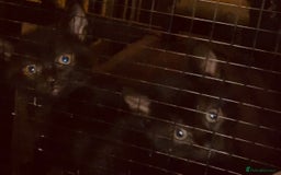 Mixed Breed cats for sale: 3 beautiful black kitten girls  - Image 12