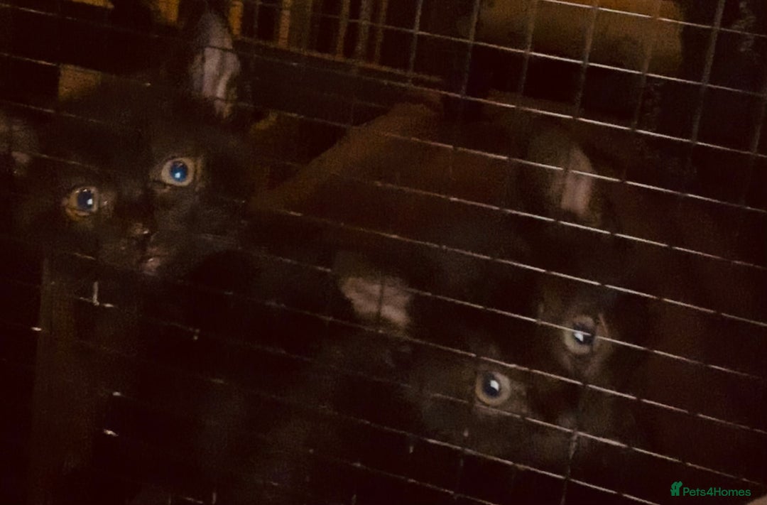 Mixed Breed cats for sale: 3 beautiful black kitten girls  - Image 12