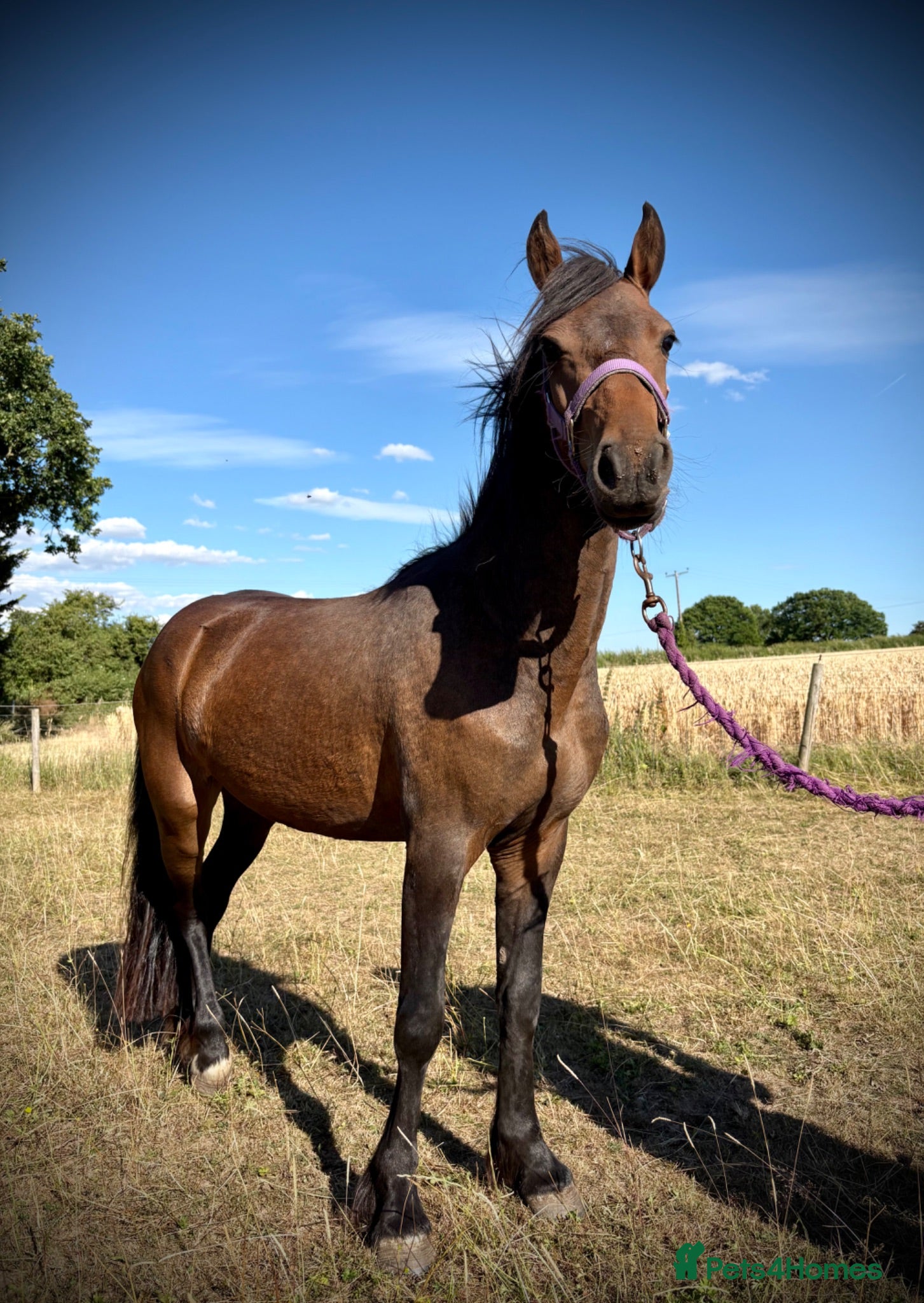 Welsh Section D horses Pretty Welsh x Filly to make 14hh+ - Advert 5