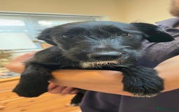 Mixed Breed dogs for sale: READY FOR HOMES - BorderCollieXLabradoodle Puppies in Oswestry - Advert 6