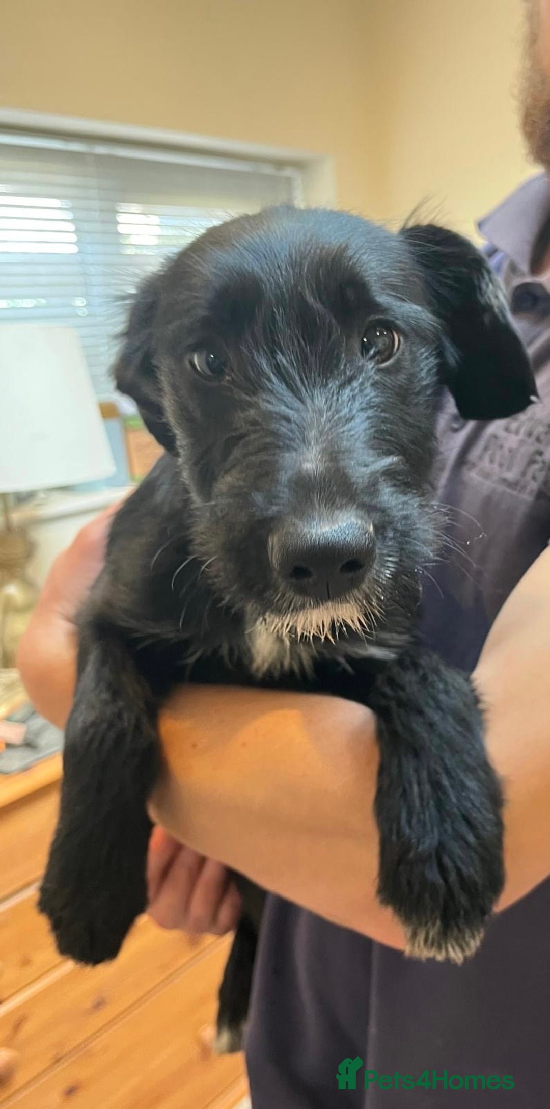 Mixed Breed dogs for sale: READY FOR HOMES - BorderCollieXLabradoodle Puppies in Oswestry - Advert 6