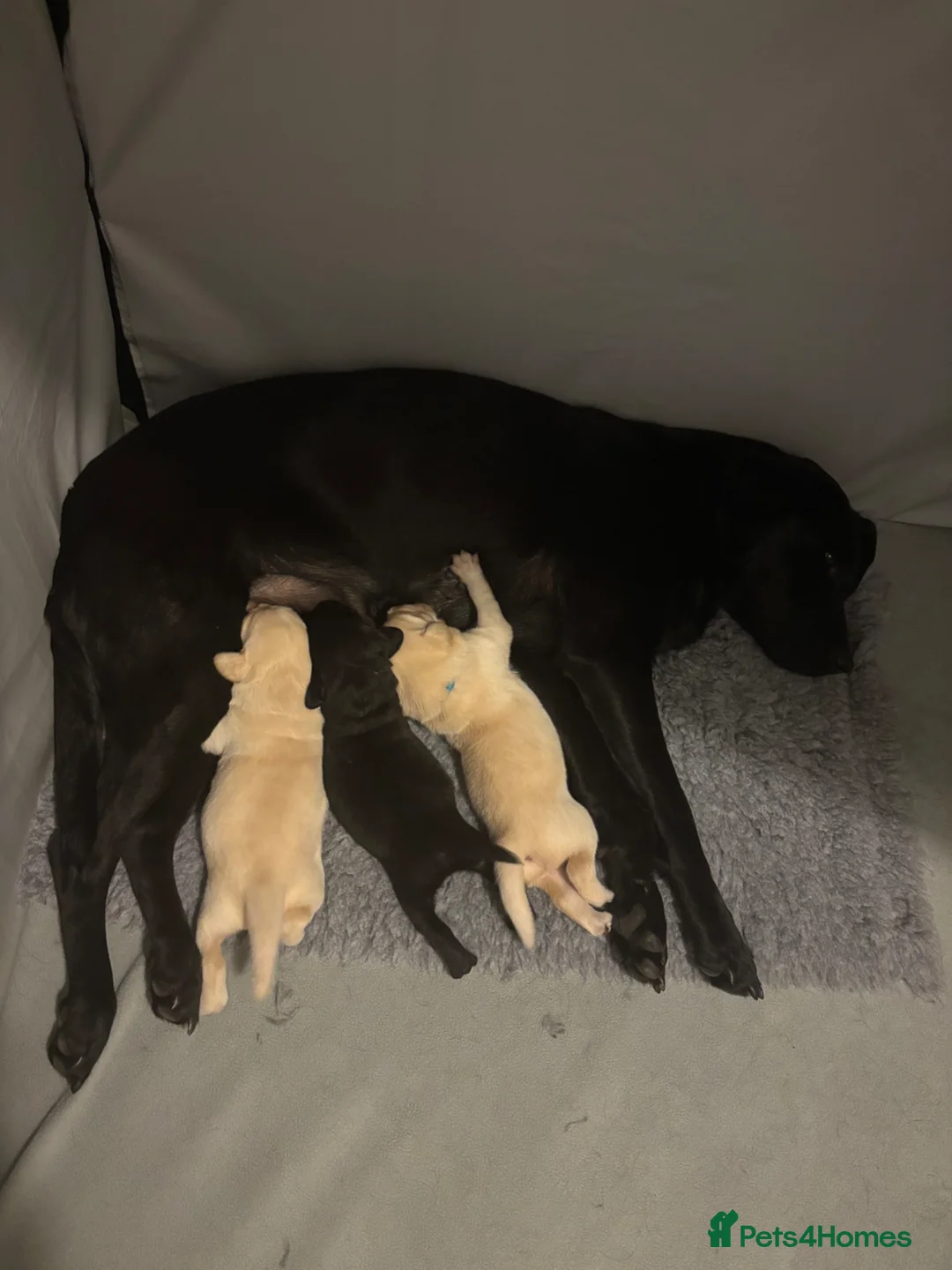 Labrador Retriever dogs for sale: Gorgeous litter of Labradors - Advert 9