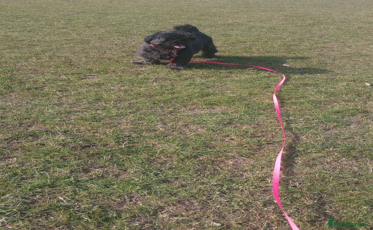 Shih Tzu dogs - Advert 2