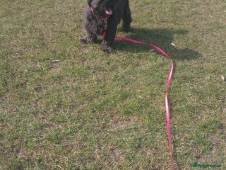 Shih Tzu dogs - Advert 6