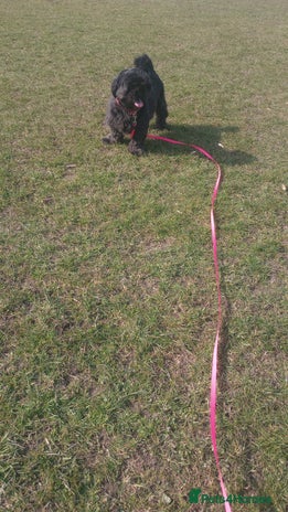 Shih Tzu dogs - Advert 1