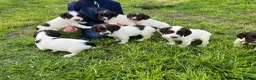 English Springer Spaniel dogs for sale: Traditional English Springer Spaniels  - Advert 9