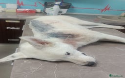 Mixed Breed dogs for adoption: 🌸MEET BIANCA - A Gentle Girl for a Loving Home - Advert 9