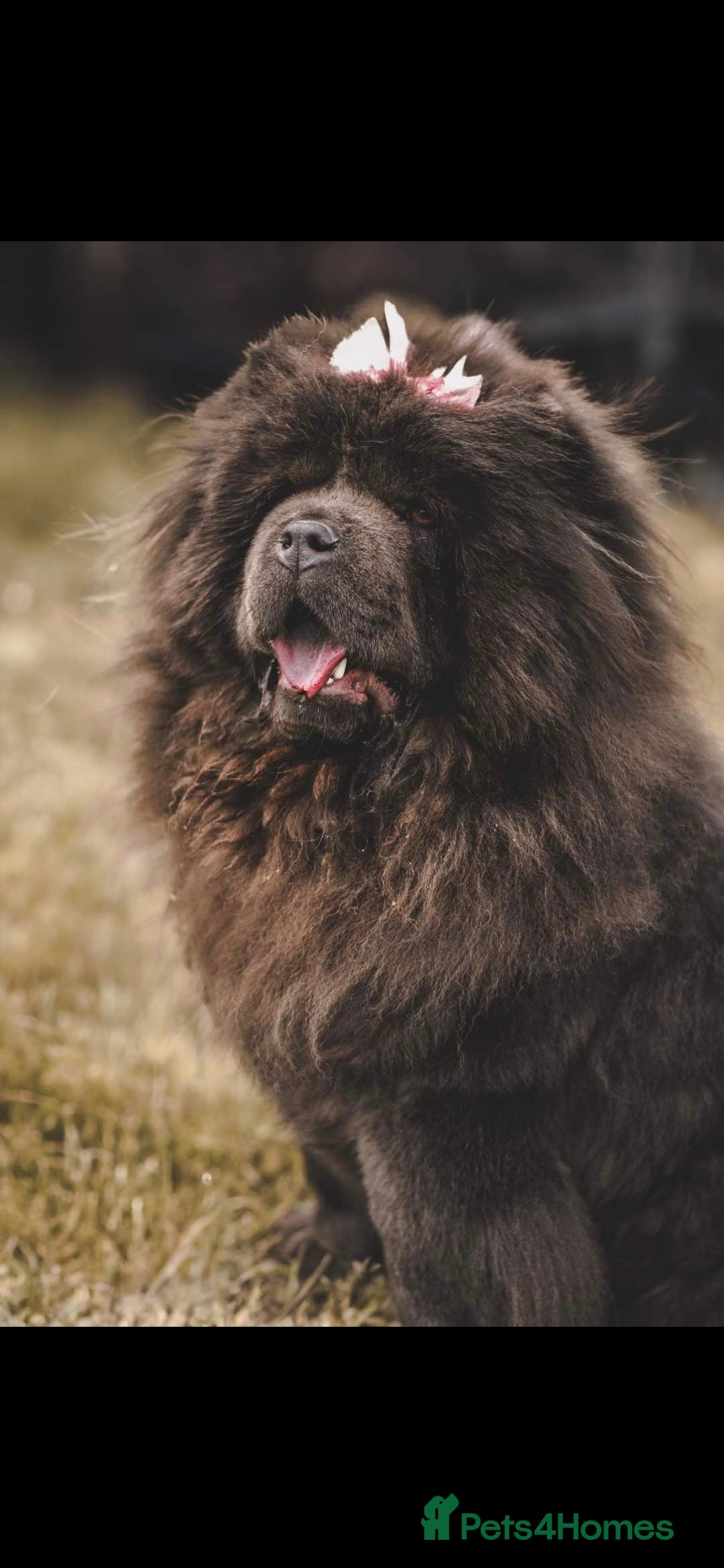 Chow Chow dogs for sale: Chow bitches  - Image 2