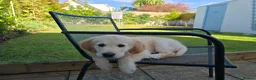 Golden Retriever dogs for sale: KC Registered Golden Retriever 9mths old Henry in Porthcawl - Advert 9