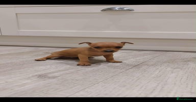 Miniature Pinscher dogs - Advert 11