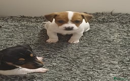 Mixed Breed dogs for sale: Jack Russell/ dachshund  - Image 7